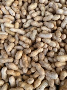 Close-up of unshelled peanuts, the source of groundnut (peanut) oil