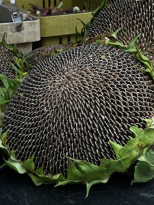 Close-up of a sunflower seed head, the source of sunflower oil compared to generic vegetable oil
